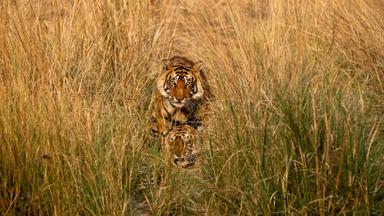 Criaturas gigantes 1x9