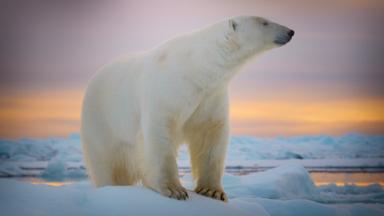 Criaturas gigantes 1x10